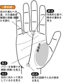 結婚線の説明